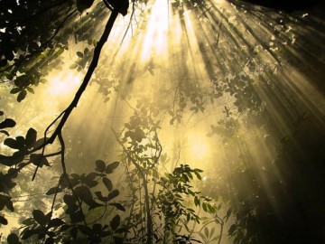 Conférence + Pique Nique Vegan "Le pouvoir du moment présent pour être heureux"