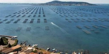 Huîtres & vin blanc