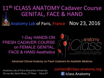 12th iClass Anatomy Cadaver Course Genital-Face-Hand