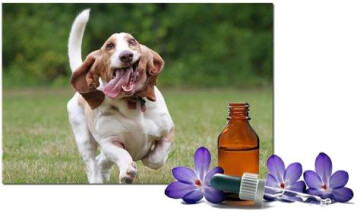 Accompagner les animaux avec les fleurs de Bach