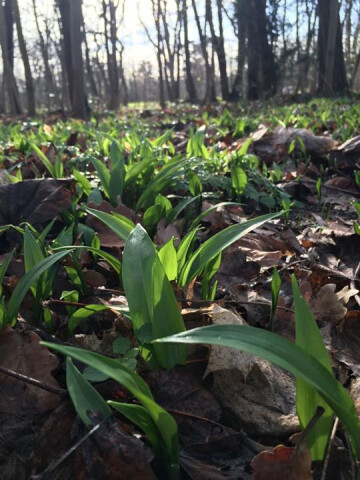 Ail des ours et plantes printanières _ Bois de Boulogne
