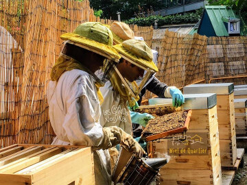 ┃Stage┃Apiculture 2j ou 1j : de l'Initiation J1 à l'Installation J2
