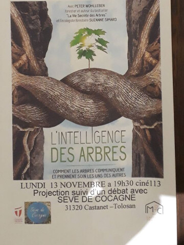 L intelligence des arbres