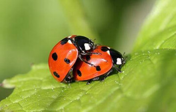 Bordeaux -Contraception naturelle