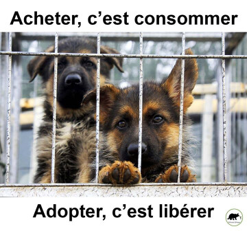 Action Salon du chiot - Béziers