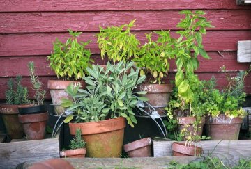 Atelier d'éco-jardinage : les Herbes Aromatiques