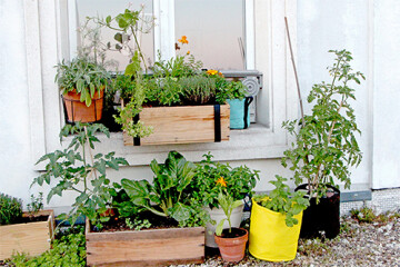 Atelier potager de balcon