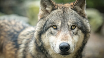 Conférence-Table ronde