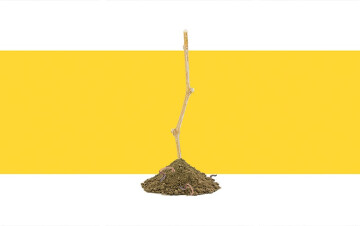 Ça grouille sous la vigne !