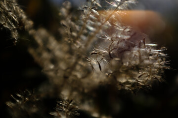 Concert / JIWON JANG & MARCEL CARA "LUCIANO BERIO : SEQUENZA I, II, IV, VIIb, XIV"