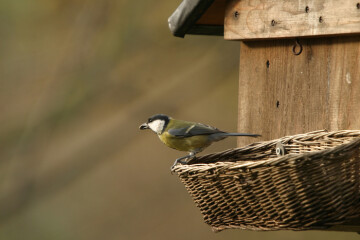 "Apprendre à observer et protéger les oiseaux du jardin".
