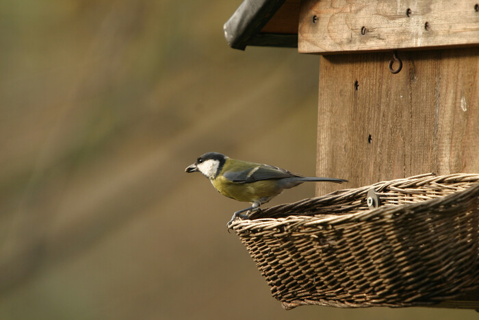 "Apprendre à observer et protéger les oiseaux du jardin".