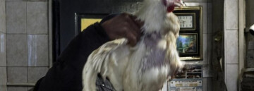 "MICROCOSME" DE ELENA PERLINO