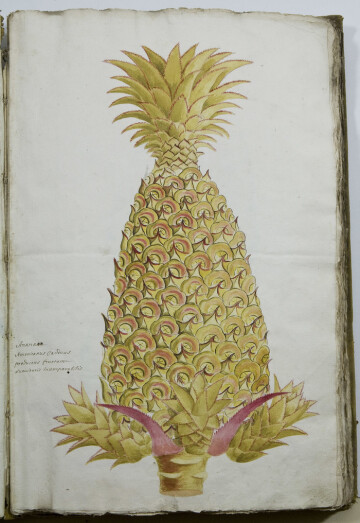 "Les herbiers, de l'ananas aux mousses"