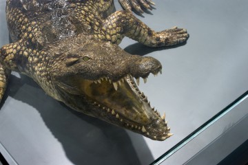 Atelier : « Quand la nature s'entraide »