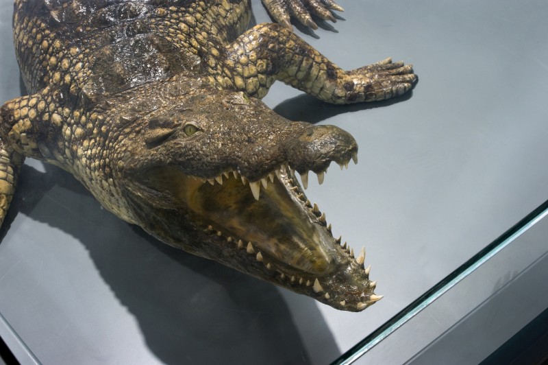 Atelier : « Quand la nature s'entraide »