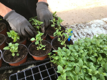 Atelier bouturage avec les pépinières alpines de Luc André (Hautes-Alpes)