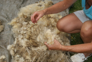 Animation autour de la filière de la laine