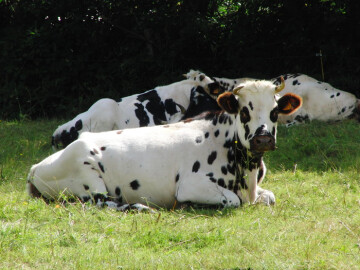 Concours race Normande