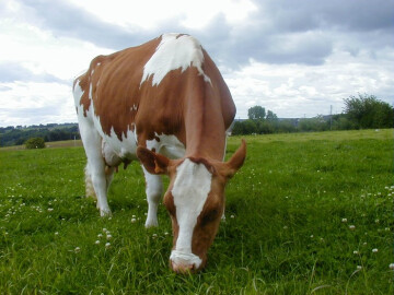 Concours race Pie Rouge