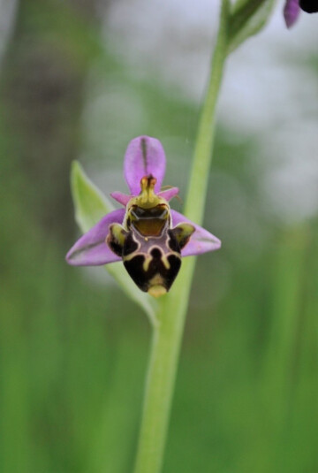 A la découverte des orchidées sauvages