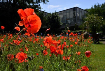 La nature pour les petits : artistes de nature