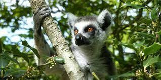 - Mervent - Sur la piste des animaux