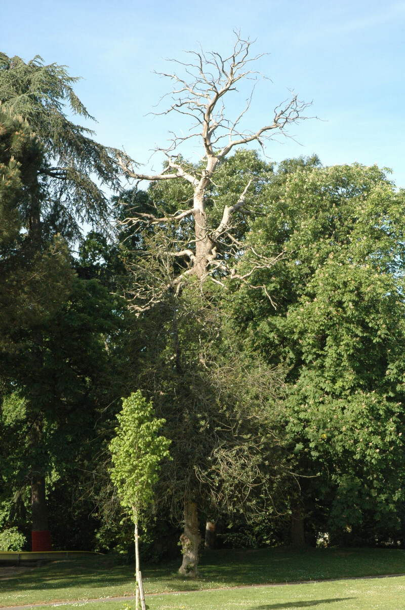A la découverte des arbres...