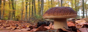 Rencontre naturaliste, notre région en automne !