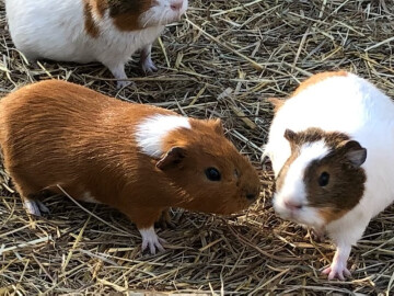 Animations ferme pédagogique