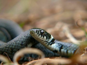 "Lézards, serpents, tous reptiles...tous fascinants !"