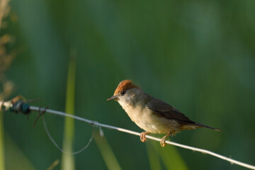 Balade naturaliste : à vos jumelles !