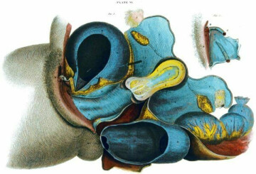 « Tu ne seras jamais trop déterminée pour cesser de parler leur langage »