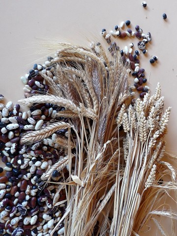 Atelier gourmand : Céréales et légumineuses (atelier adultes)