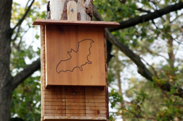 Créez un nichoir à chauve-souris pour lutter contre les moustiques avec Nos Deux Mains