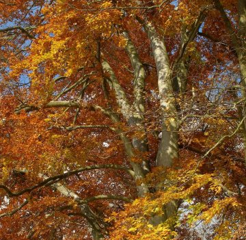 Reconnaître les arbres à l'arboretum de Paris - Bois de Vincennes