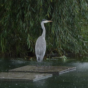 [Conférence] Gilles Clément - La liberté des animaux