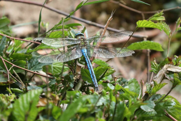 Les P’tits Curieux aux mares moussues