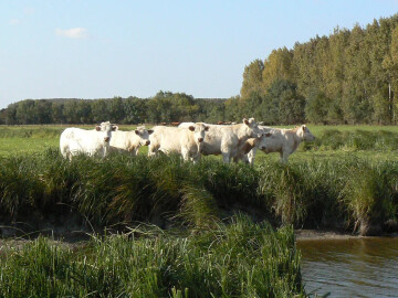Les Eleveurs des Basses Vallées Angevines, gardiens de la biodiversité