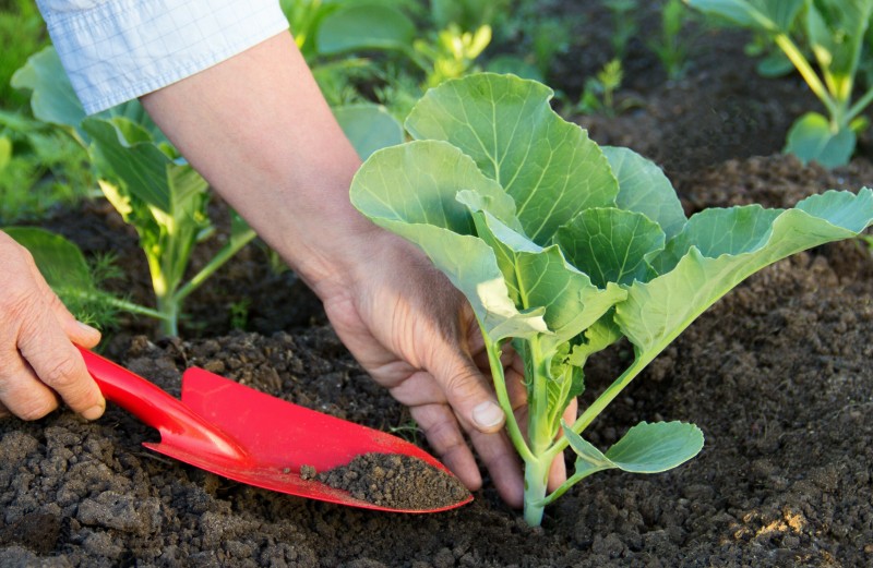 Savez-vous planter les choux ? On vous explique tout à la ferme de Borde Bio