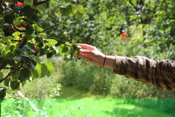 Atelier découverte du potager
