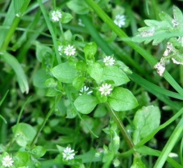 A la découverte des plantes sauvages comestibles