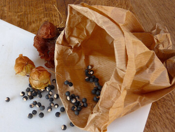 [ANNULÉ] Atelier jardinage : Graines et boutures (atelier familles)