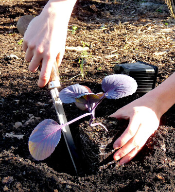 [ANNULÉ] Atelier jardinage : Planter en pleine terre (atelier familles)