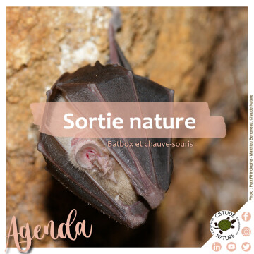 "Batbox, fréquences et chauve-souris"