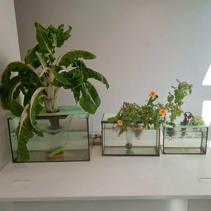 Atelier Jeune Public Ferme urbaine "Mon aquarium comestible"