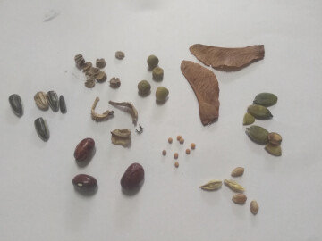 Atelier Jeune Public Ferme urbaine "Graines de champions"