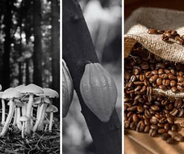 ☕ Petite et grande histoire du café