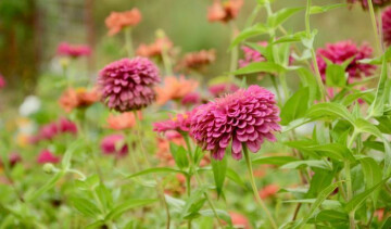 Connaître les plantes sauvages et comestibles