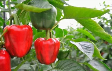 Atelier de jardinage : Les associations de plantes, les rotations (dès 8 ans)